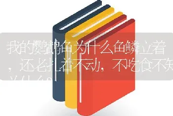 我的鹦鹉鱼为什么鱼鳞立着，还老扎着不动，不吃食不知为什么？