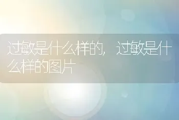 过敏是什么样的，过敏是什么样的图片