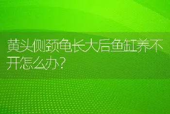 黄头侧颈龟长大后鱼缸养不开怎么办？