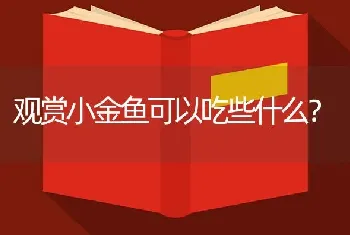 观赏小金鱼可以吃些什么？