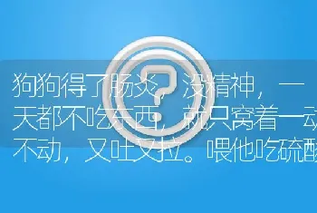 狗狗得了肠炎，没精神，一天都不吃东西，就只窝着一动不动，又吐又拉。喂他吃硫酸庆大霉素注射液可以吗？