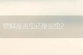 家养豚鼠吃什么好以及注意事项？