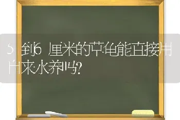 5到6厘米的草龟能直接用自来水养吗？