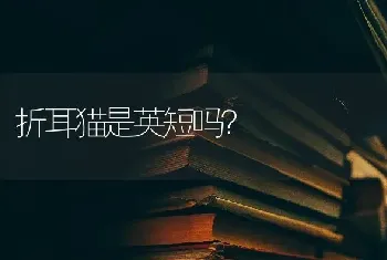 折耳猫是英短吗？