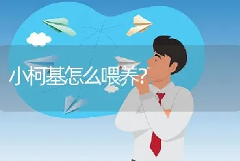 小柯基怎么喂养？