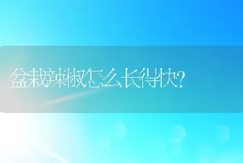 盆栽辣椒怎么长得快？