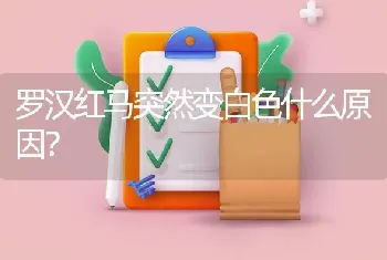 罗汉红马突然变白色什么原因？