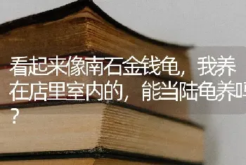 看起来像南石金钱龟，我养在店里室内的，能当陆龟养吗？