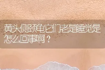 黄头侧颈龟它们老是睡觉是怎么回事啊？