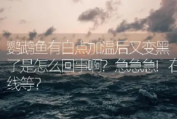 鹦鹉鱼有白点加温后又变黑了是怎么回事啊？急急急!在线等？