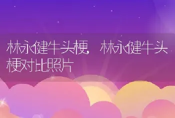 林永健牛头梗，林永健牛头梗对比照片