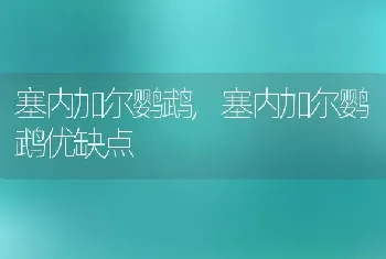 塞内加尔鹦鹉，塞内加尔鹦鹉优缺点