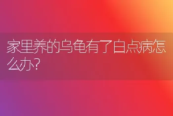 家里养的乌龟有了白点病怎么办？