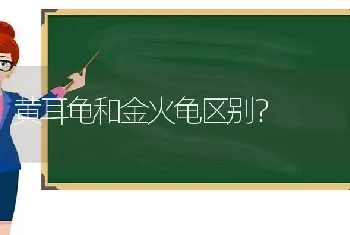 黄耳龟和金火龟区别？