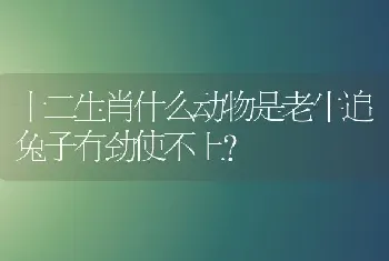 十二生肖什么动物是老牛追兔子有劲使不上？