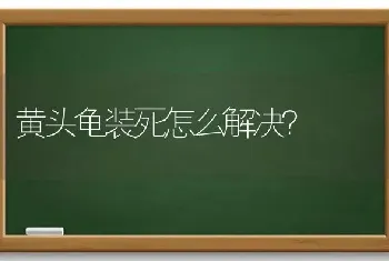 黄头龟装死怎么解决？