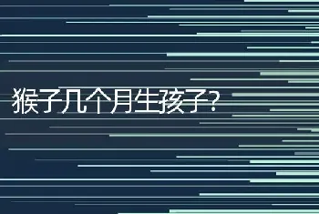 盖帽猫是什么品种？