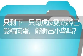 只剩下一只母虎皮鹦鹉孵巳受精向蛋.能孵出小鸟吗？