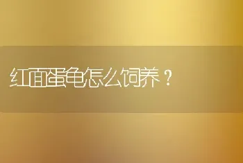 红面蛋龟怎么饲养？