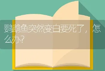 鹦鹉鱼突然变白要死了，怎么办？