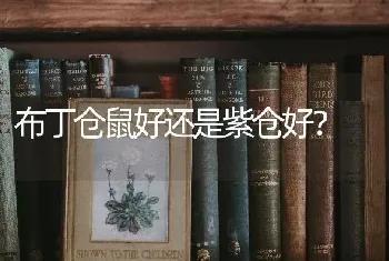 布丁仓鼠好还是紫仓好？