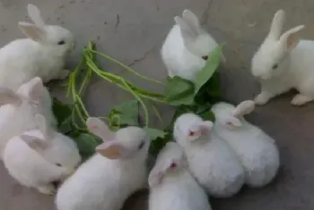 獭兔盛夏饲养管理技术