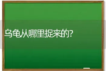 乌龟从哪里捉来的？