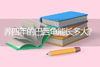 养四年的巴西龟能长多大？