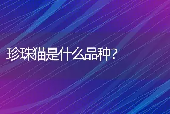 珍珠猫是什么品种？