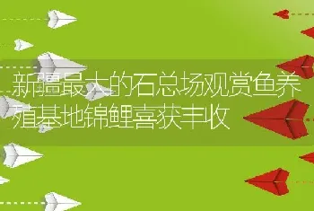 新疆最大的石总场观赏鱼养殖基地锦鲤喜获丰收