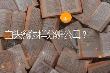 白头翁怎样分辨公母？