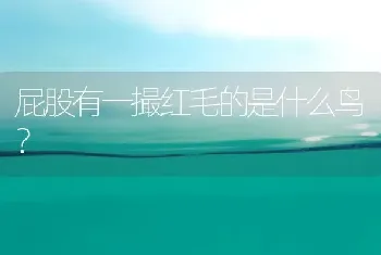 屁股有一撮红毛的是什么鸟？