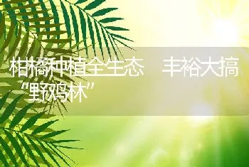 柑橘种植全生态 丰裕大搞“野鸡林”