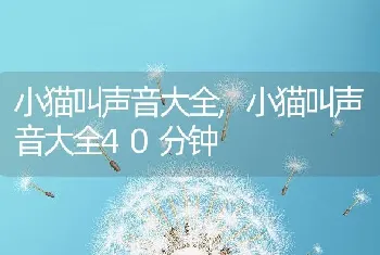 小猫叫声音大全，小猫叫声音大全40分钟