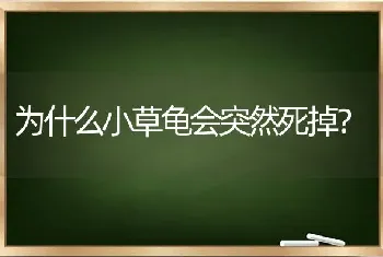 为什么小草龟会突然死掉？