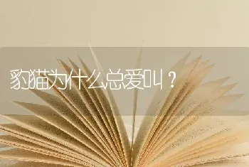 豹猫为什么总爱叫？