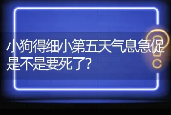 小狗得细小第五天气息急促是不是要死了？