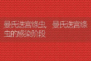 曼氏迭宫绦虫，曼氏迭宫绦虫的感染阶段