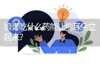 狼青吃什么药能让狗耳朵立起来？