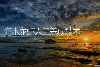 海水龙虾人工养成技术