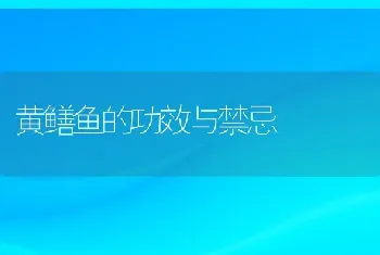 黄鳝鱼的功效与禁忌