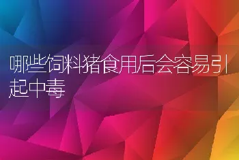 哪些饲料猪食用后会容易引起中毒