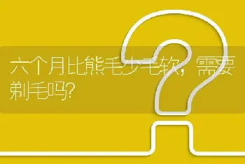 六个月比熊毛少毛软，需要剃毛吗？