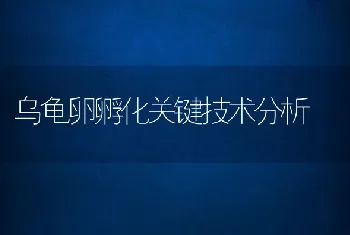 乌龟卵孵化关键技术分析