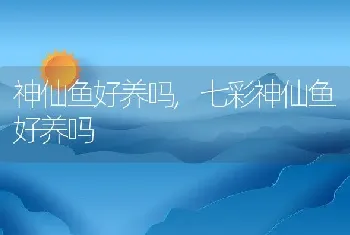 神仙鱼好养吗，七彩神仙鱼好养吗