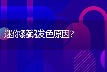 龙猫可以散养吗？