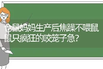 仓鼠妈妈生产后焦躁不喂鼠鼠只疯狂的咬笼子急？