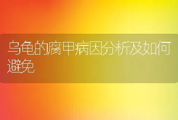 乌龟的腐甲病因分析及如何避免