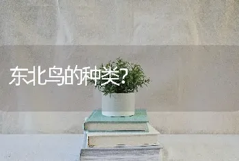 东北鸟的种类？