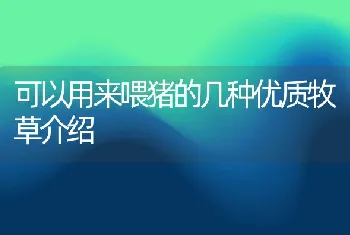 可以用来喂猪的几种优质牧草介绍